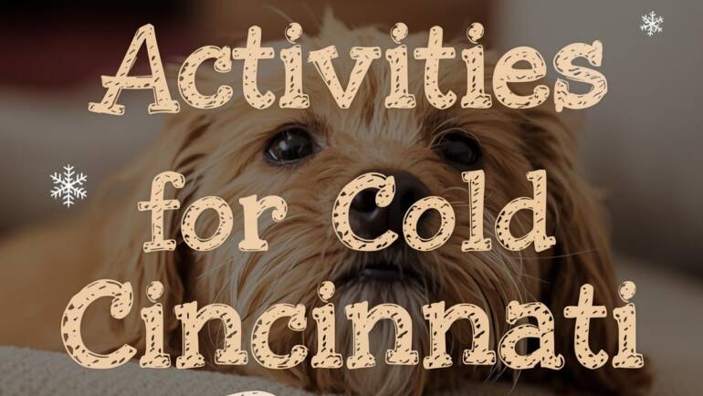 Indoor Pet Activities for Cold Cincinnati Days