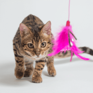 Exercise and Playtime