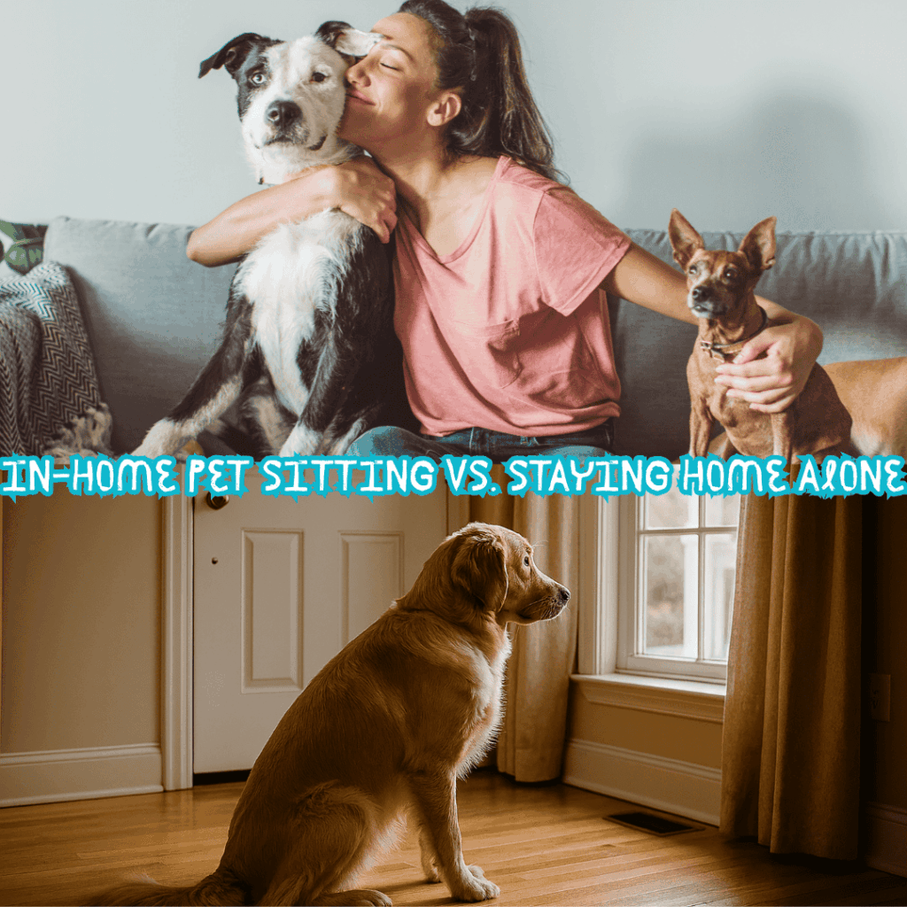 If your dog or cat spends long days alone while you're at work or traveling, in-home pet sitting offers the perfect middle ground between stressful kennels and 