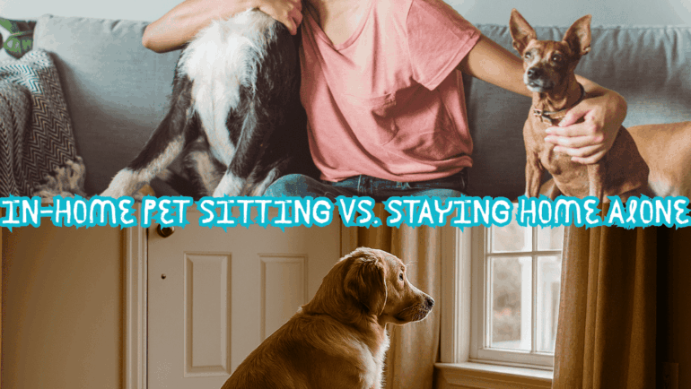 In-Home Pet Sitting vs. Staying Home Alone