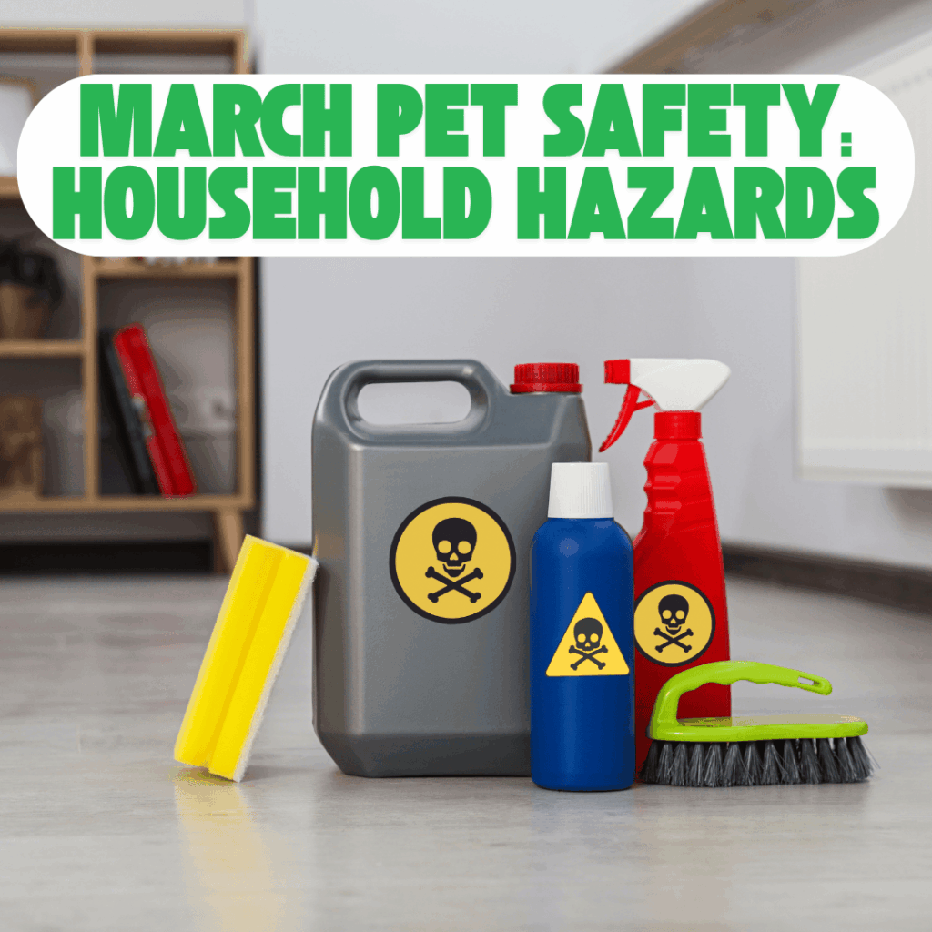 Keep your pets safe this March by learning to spot common household toxins hiding in plain sight. This guide covers dangerous foods, medications, plants, and cleaning products every Cincinnati pet owner should avoid, and how Stay At Home Pet Services helps protect your furry family during pet sitting and dog walking.