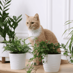 Toxic houseplants and outdoor greenery