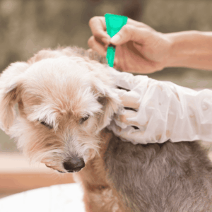 Start with Vet-Recommended Preventives: Use Monthly Oral or Topical Meds Consistently
