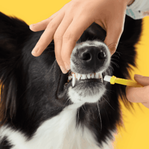 Expanded Home Care Strategies