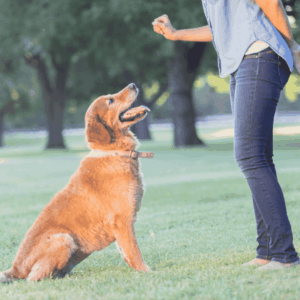 Understanding Dog Training Education Month