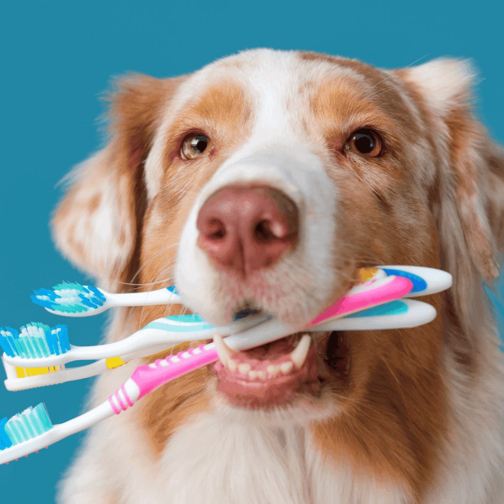 February is Pet Dental Health Month, and bad breath, tartar buildup, or bleeding gums could signal your Cincinnati dog's need for a check-up. Stay At Home Pet Services shares risks, home tips, and pro sitting support to keep tails wagging pain-free