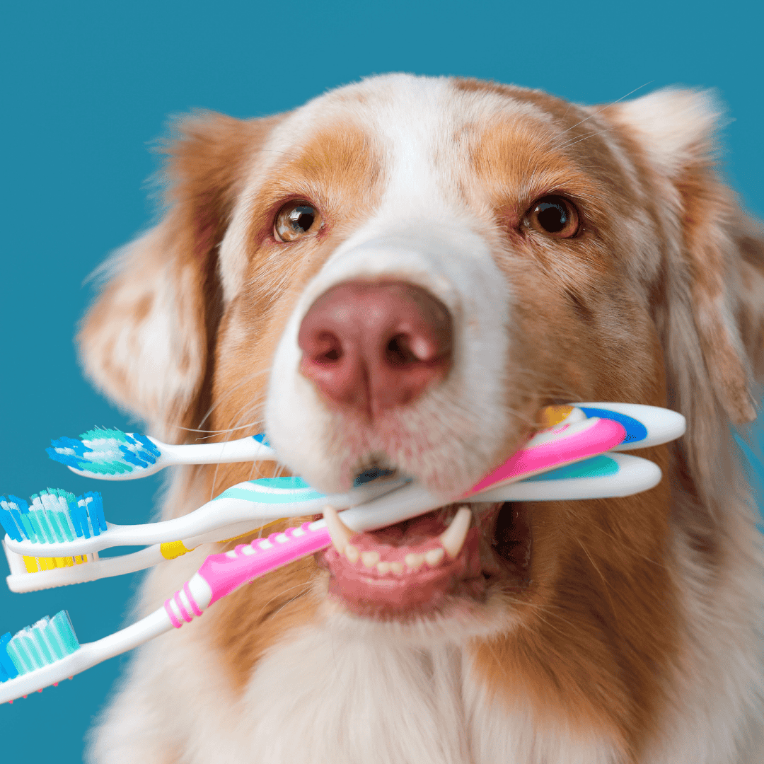 Pet Dental Health Tips