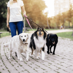 Stay At Home Support: Partner With Professional Dog Walkers & Pet Sitters