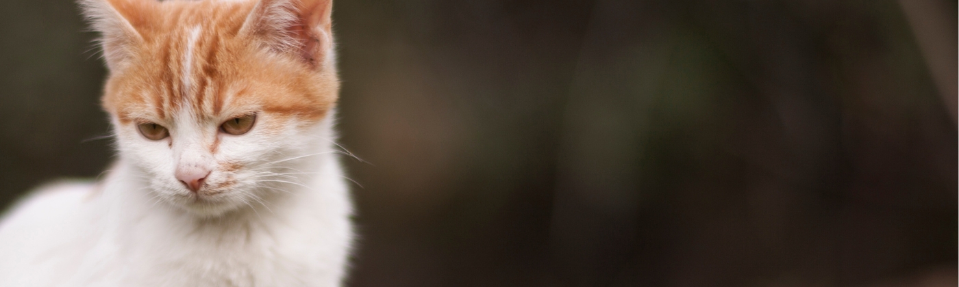 kitty-and-small-animals
