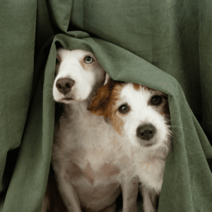 Why Loud Noises Trigger Pet Anxiety