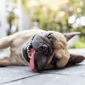 Why Summer Treats Matter for Dogs