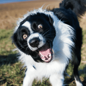 Your Dog Seems Restless at Home