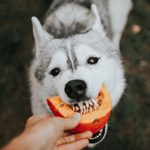 How much pumpkin can dogs eat?