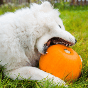 Is pumpkin good for dogs?