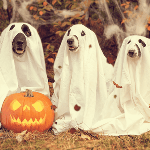 Make Halloween Safe and Fun