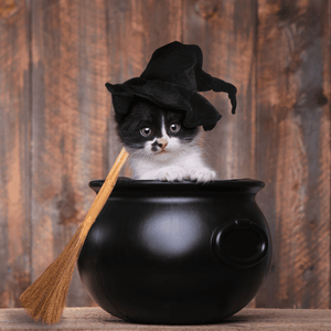 Need Extra Support for Your Pet This Halloween Season