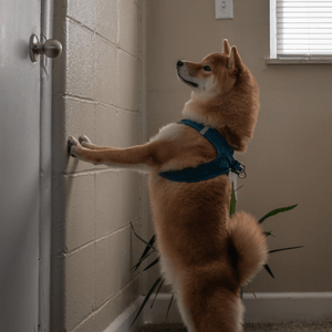 Prevent Door-Dashing and Lost Pets